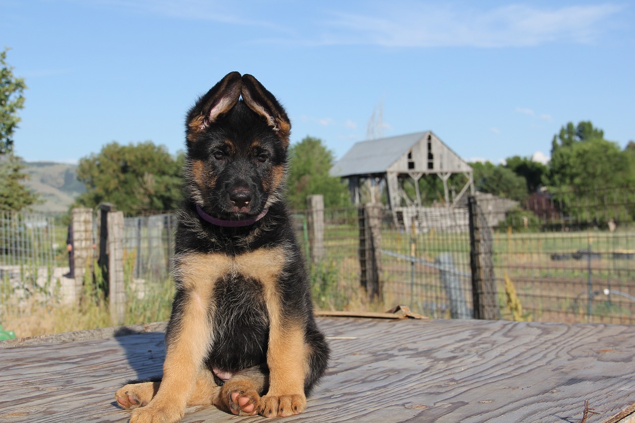 The Personality Traits of the German Shepherd